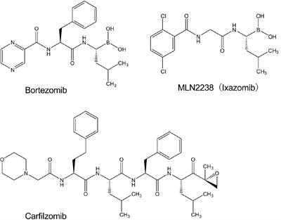 Bortezomib is an effective enhancer for chemical probe-dependent superoxide detection